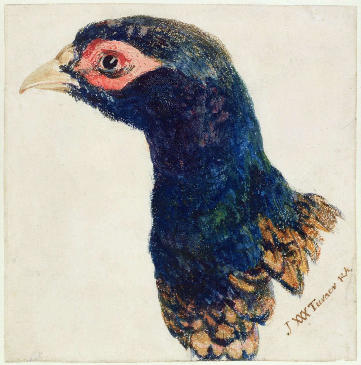 Cock Pheasant, Farnley Book of Birds, n. 1816 (kynä ja muste ja akvarelli paperille) tekijältä Joseph Mallord William Turner