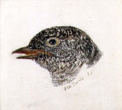 Käki, Farnley Book of Birds, n. 1816 (kynä ja akvarelli paperilla) tekijältä Joseph Mallord William Turner