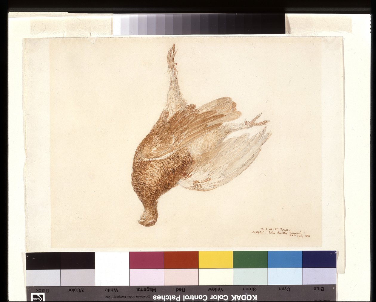 Dead Grouse (aquarela sobre lápis sobre papel branco) finlandês tekijältä Joseph Mallord William Turner