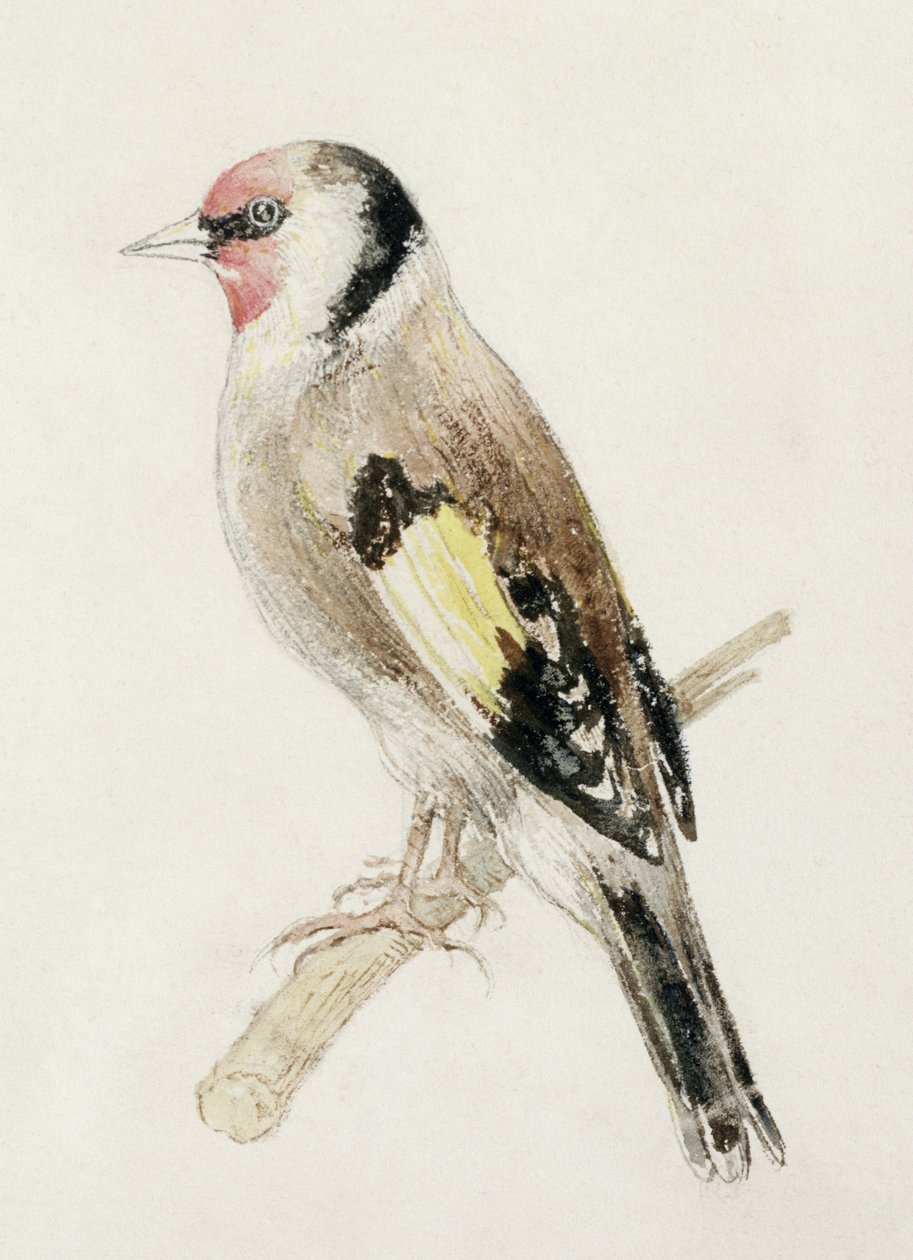 Goldfinch, Farnley Book of Birds, n. 1816 (kynä ja akvarelli paperilla) tekijältä Joseph Mallord William Turner
