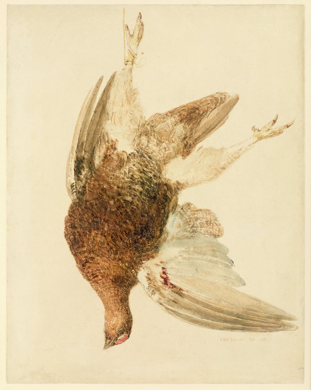 Grouse, Farnely Book of Birds, n. 1816 (kynä ja akvarelli paperille) tekijältä Joseph Mallord William Turner
