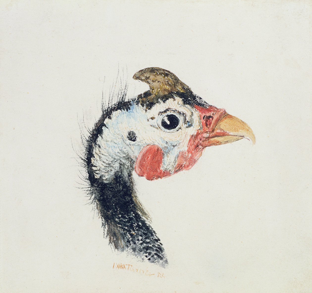 Guinea Fowl, Farnley Book of Birds -kirjasta, n. 1816 tekijältä Joseph Mallord William Turner