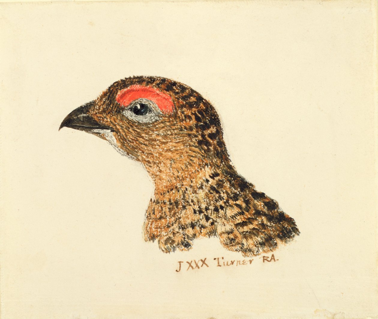 Grousen johtaja, Farnley Book of Birds, n. 1816 (kynä ja akvarelli paperilla) tekijältä Joseph Mallord William Turner