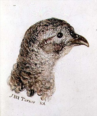 Kanafasaani, Farnley Book of Birds, n. 1816 (kynä & muste ja akvarelli paperille) tekijältä Joseph Mallord William Turner