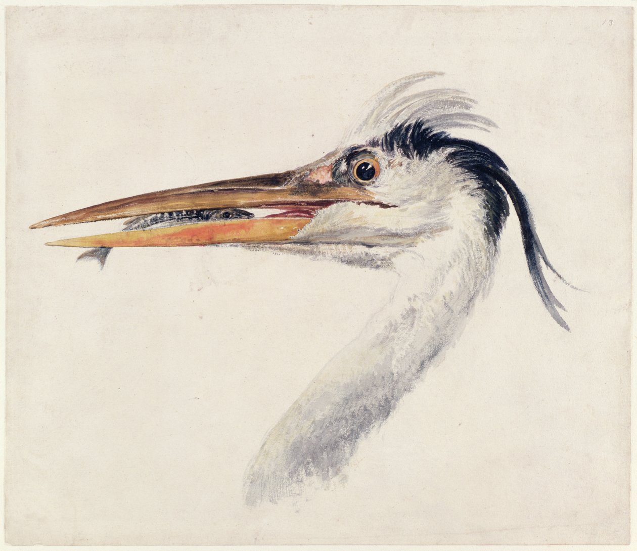 Heron, Farnley Book of Birds, n. 1816 (kynä ja muste ja akvarelli paperille) tekijältä Joseph Mallord William Turner