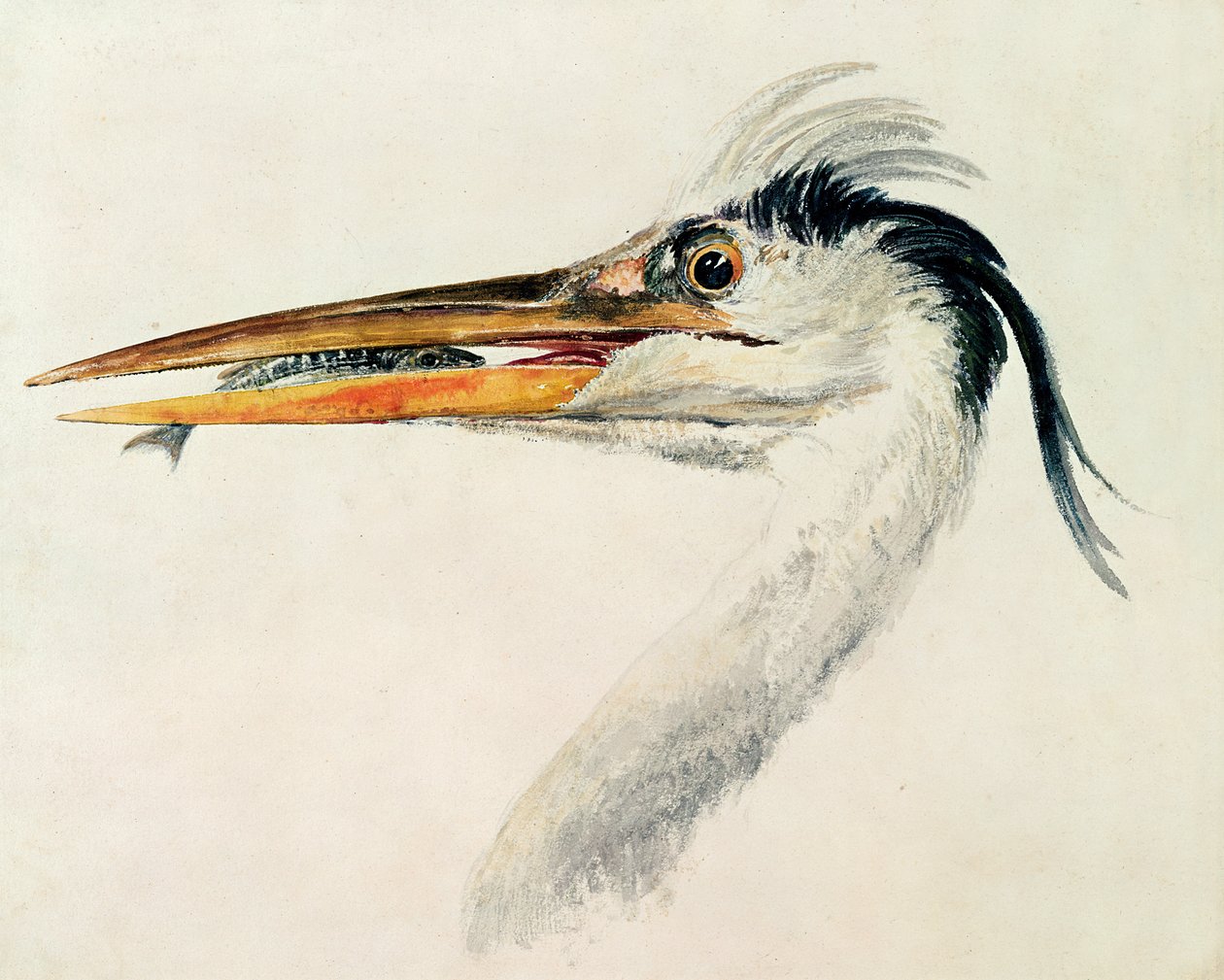 Haikara kalan kanssa tekijältä Joseph Mallord William Turner