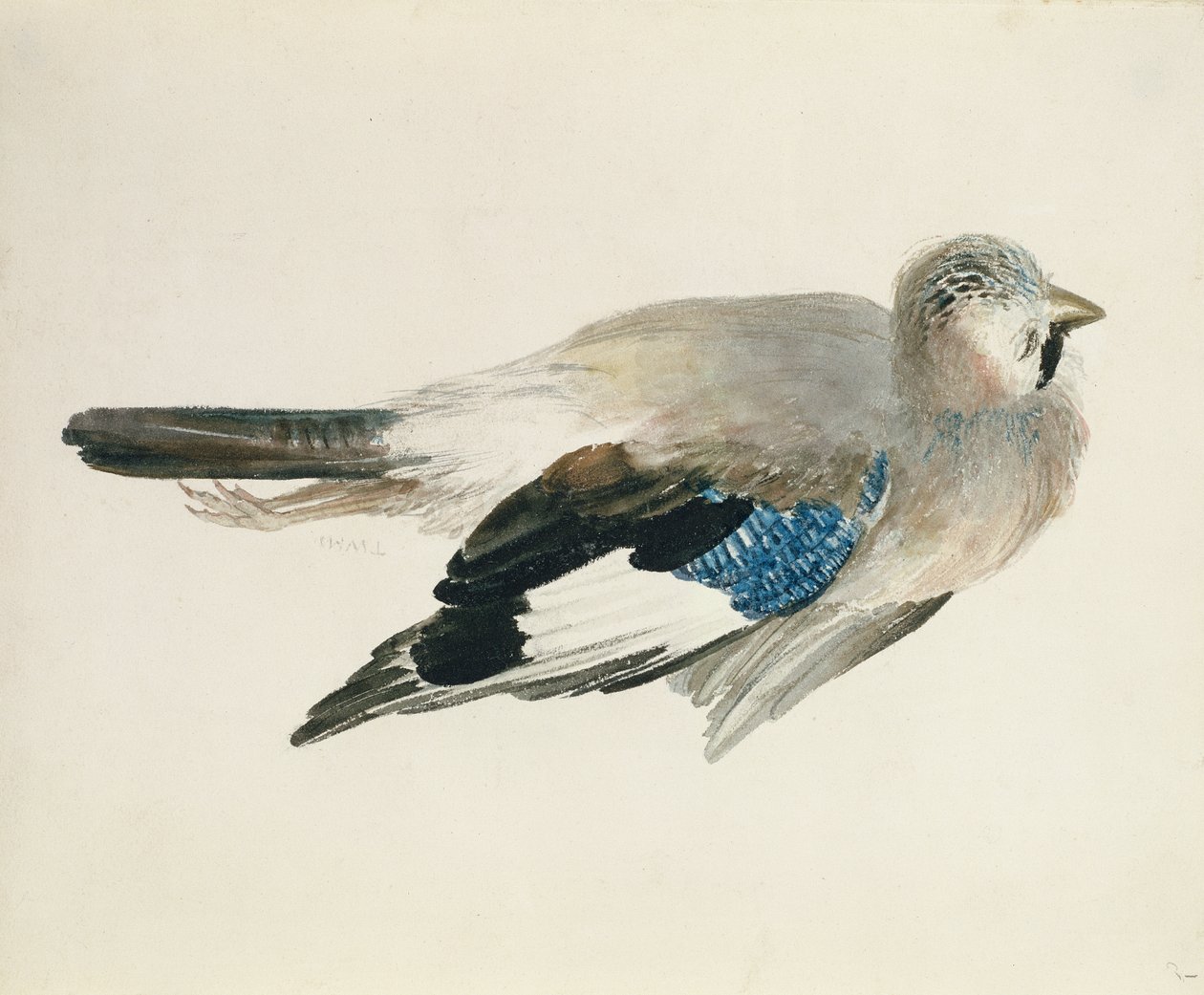 Jay, Farnley Book of Birds, n. 1816 (kynä ja akvarelli paperilla) tekijältä Joseph Mallord William Turner