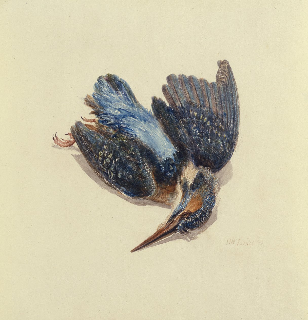 Kingfisher, Farnley Book of Birds, n. 1816 (kynä ja muste ja akvarelli paperille) tekijältä Joseph Mallord William Turner