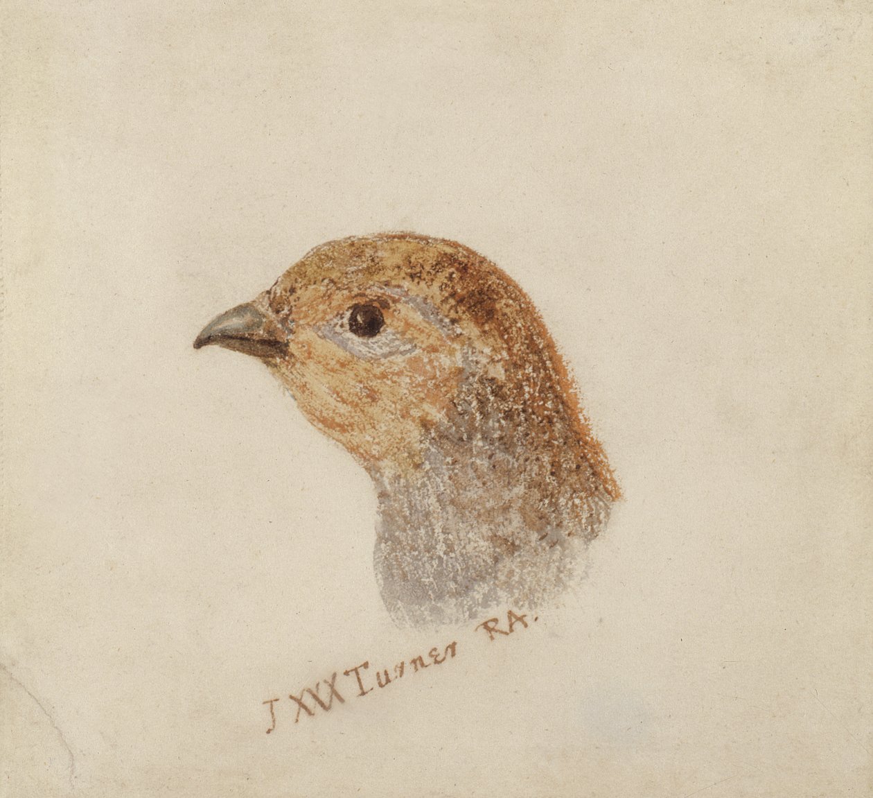 Partridge, Farnley Book of Birds, n. 1816 (kynä ja akvarelli paperille) tekijältä Joseph Mallord William Turner
