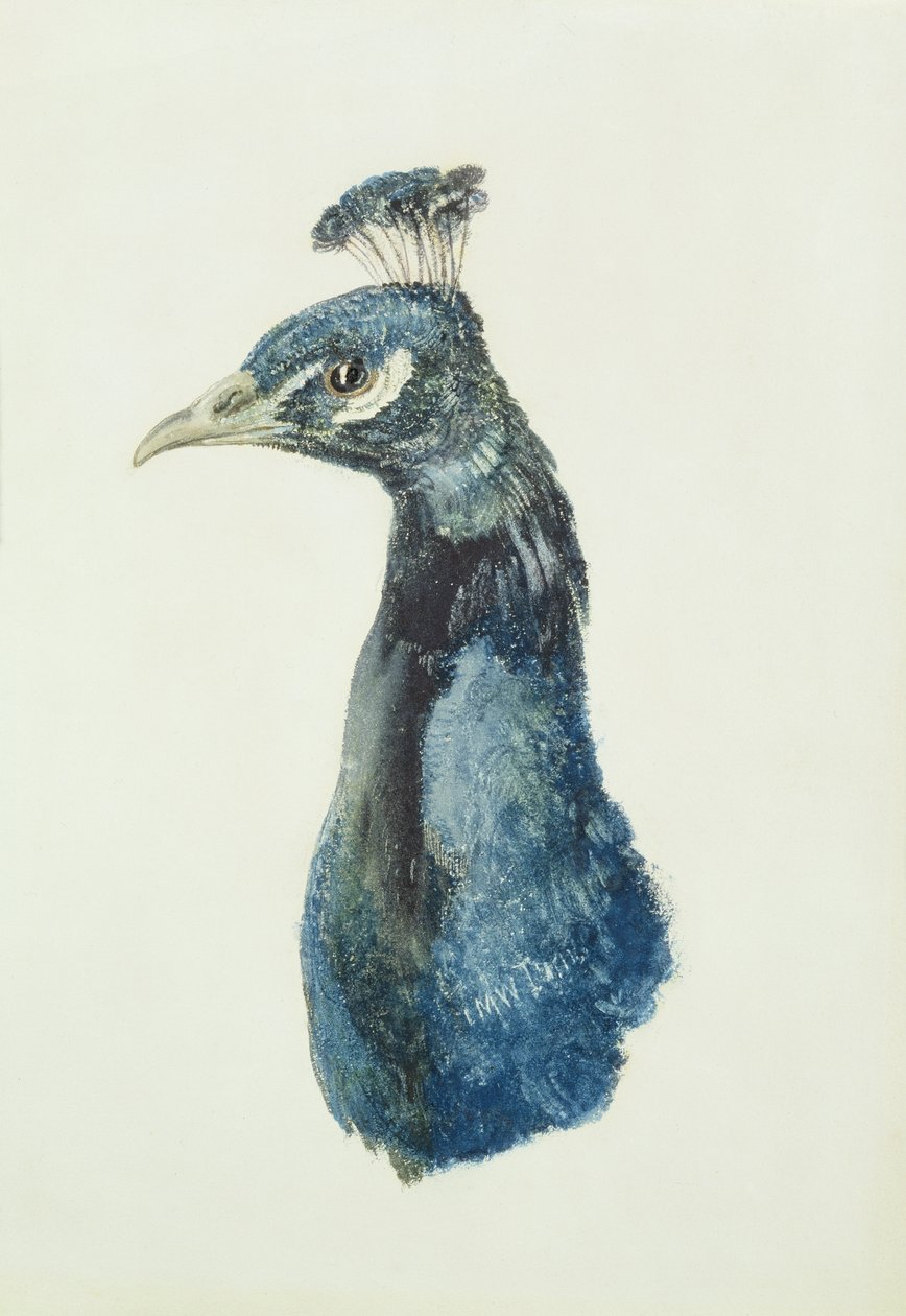 Peacock, Farnley Book of Birds, n. 1816 (kynä ja akvarelli paperilla) tekijältä Joseph Mallord William Turner