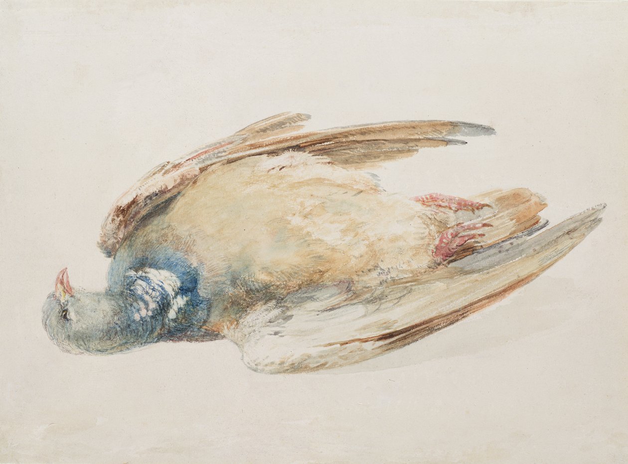 Pigeon, Farnley Book of Birds, n. 1816 (kynä ja akvarelli paperilla) tekijältä Joseph Mallord William Turner