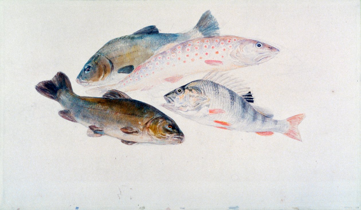 Kalatutkimus: Kaksi suutari, taimen ja ahven, c1822-1824. tekijältä Joseph Mallord William Turner