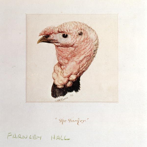 Kalkkuna (vesiväri paperille) tekijältä Joseph Mallord William Turner