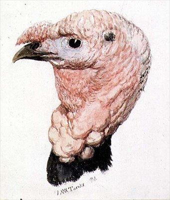 Turkki, Farnley Book of Birds -kirjasta, n. 1816 (kynä ja muste ja akvarelli paperille) tekijältä Joseph Mallord William Turner