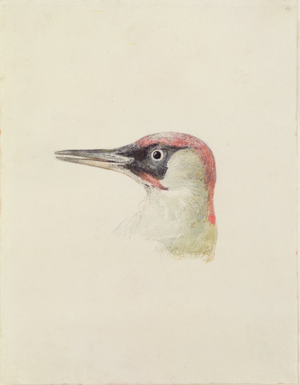 Woodpecker, Farnley Book of Birds, n. 1816 (kynä ja akvarelli paperille) tekijältä Joseph Mallord William Turner