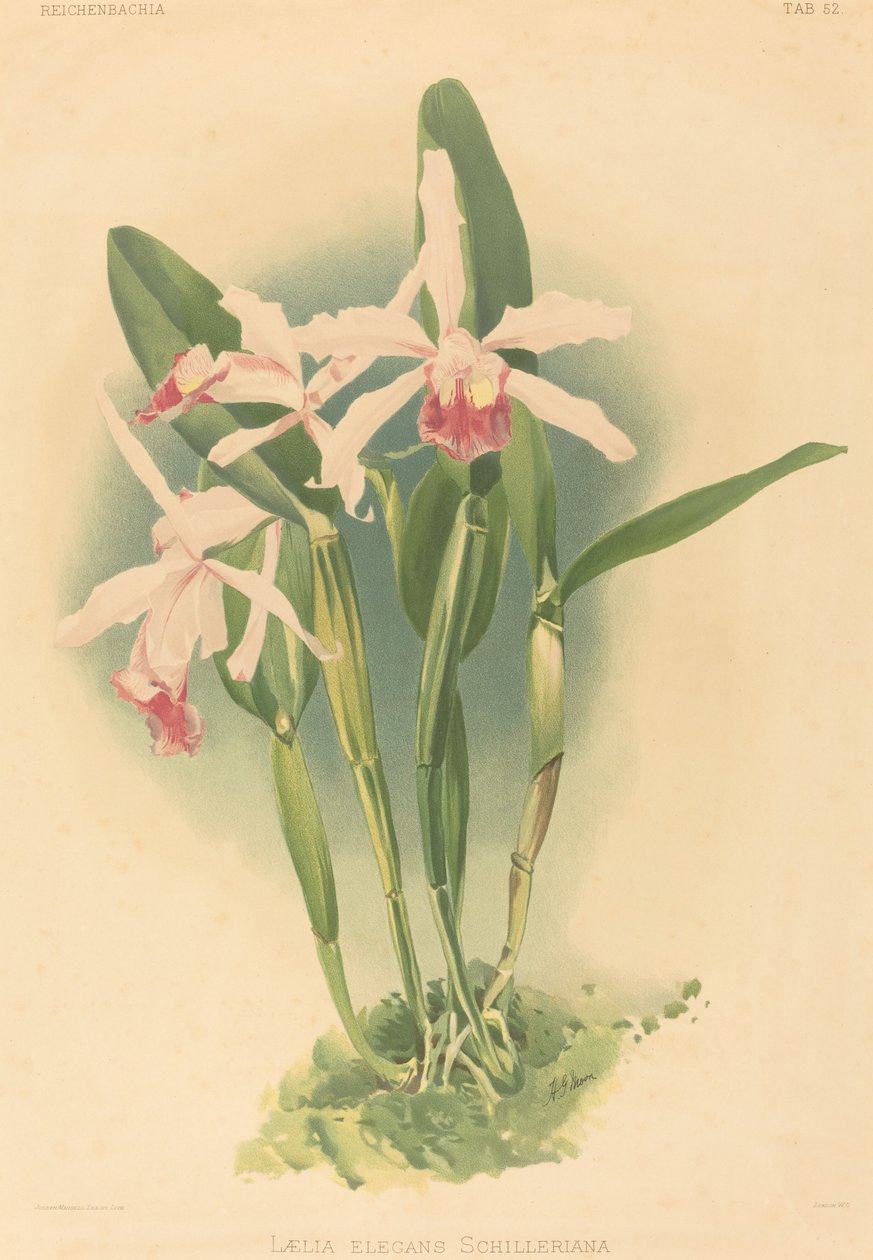 Laelia Elegans Schilleriana. tekijältä Joseph Mansell