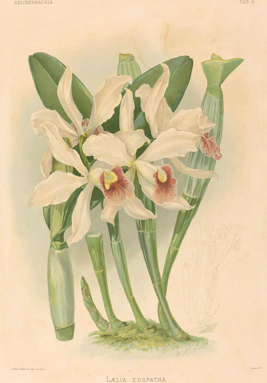 Laelia Euspatha. tekijältä Joseph Mansell