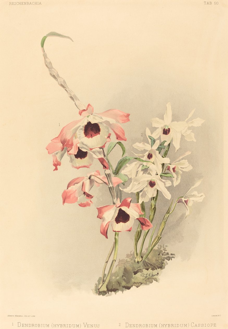 Dendrobium (Hybridium) Venus ja Dendrobium (Hybridium) Cassiope tekijältä Joseph Mansell after Henry George Moon