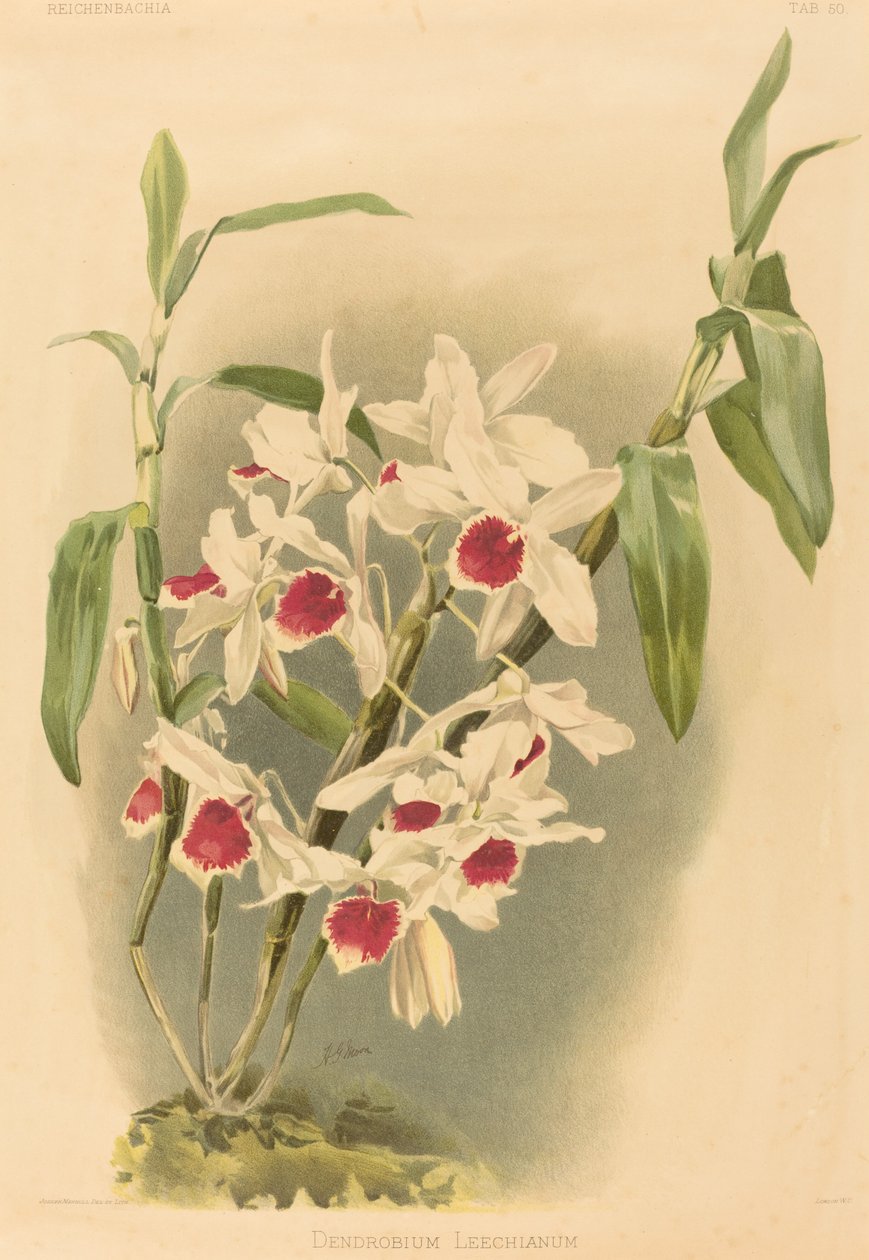 Dendrobium Leechianum tekijältä Joseph Mansell after Henry George Moon
