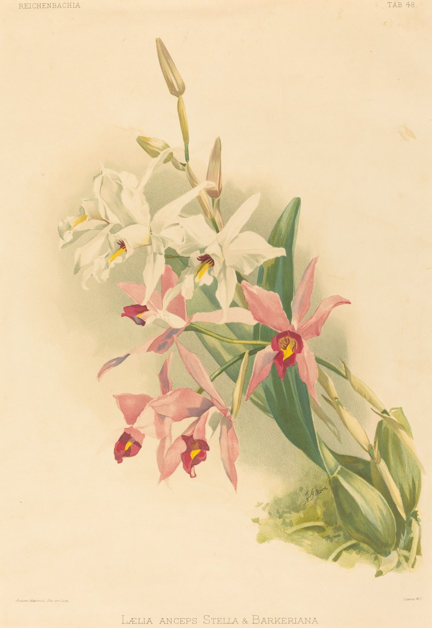 Laelia Anceps Stella & Barkeriana tekijältä Joseph Mansell after Henry George Moon