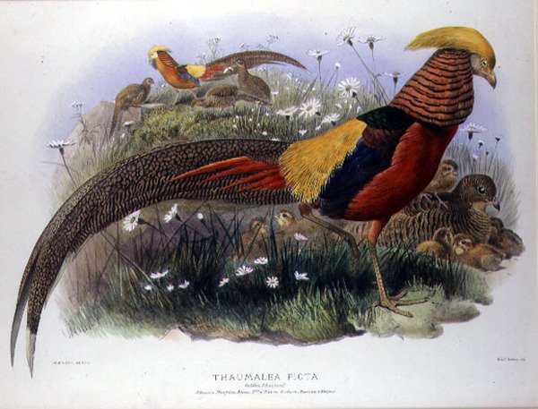 Thaumalea picta (kultafasaani), kaiverrus M. & N. Hanhart tekijältä Joseph and Smit J. Wolf
