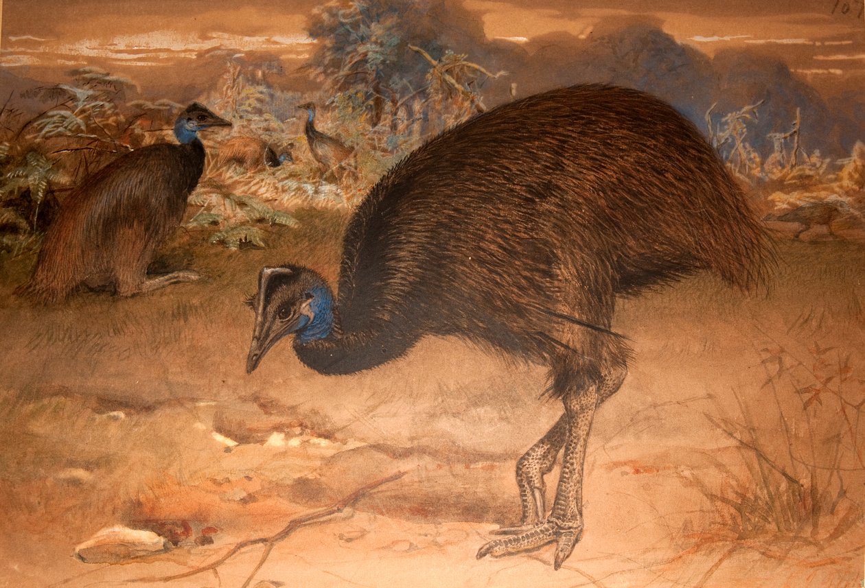 Bennettin Cassowary (Casuarius bennetti), n.1851-76 (wc ja kynä paperilla) tekijältä Joseph Wolf