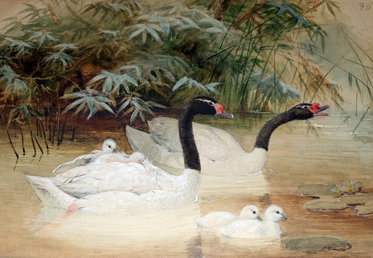 Mustakaulajoutsen (Cygnus nigricollis), 1852-54 tekijältä Joseph Wolf