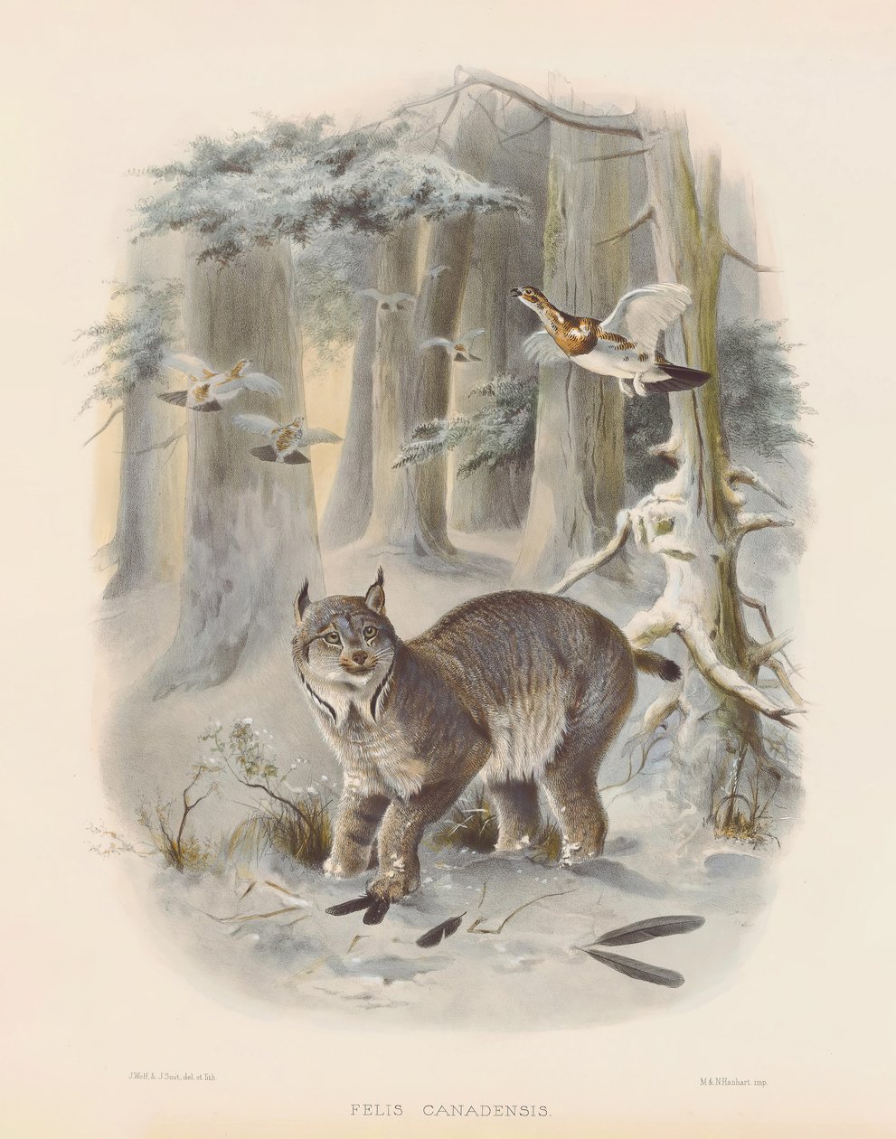  tekijältä Joseph Wolf