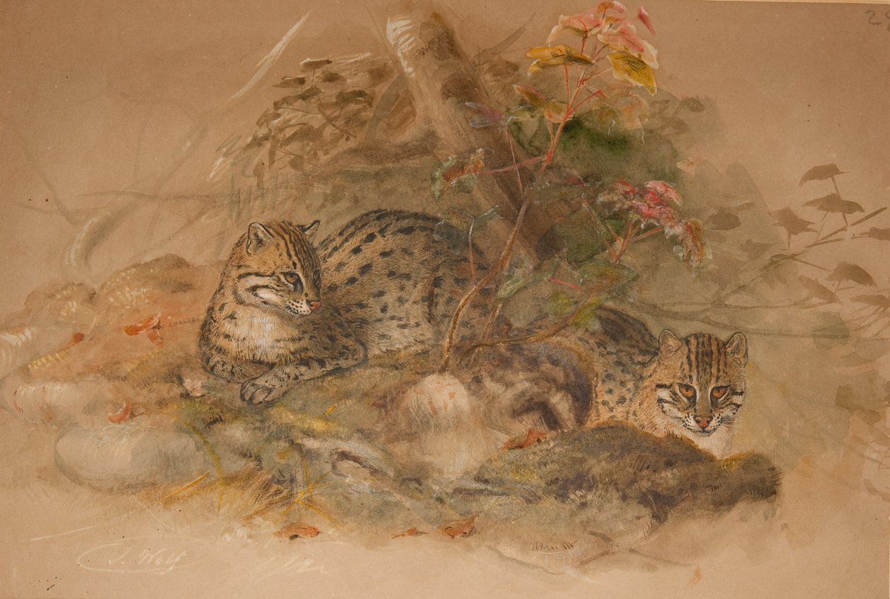 Pilvinen leopardi (Fleis macrocelis) (akvarelli paperille) tekijältä Joseph Wolf