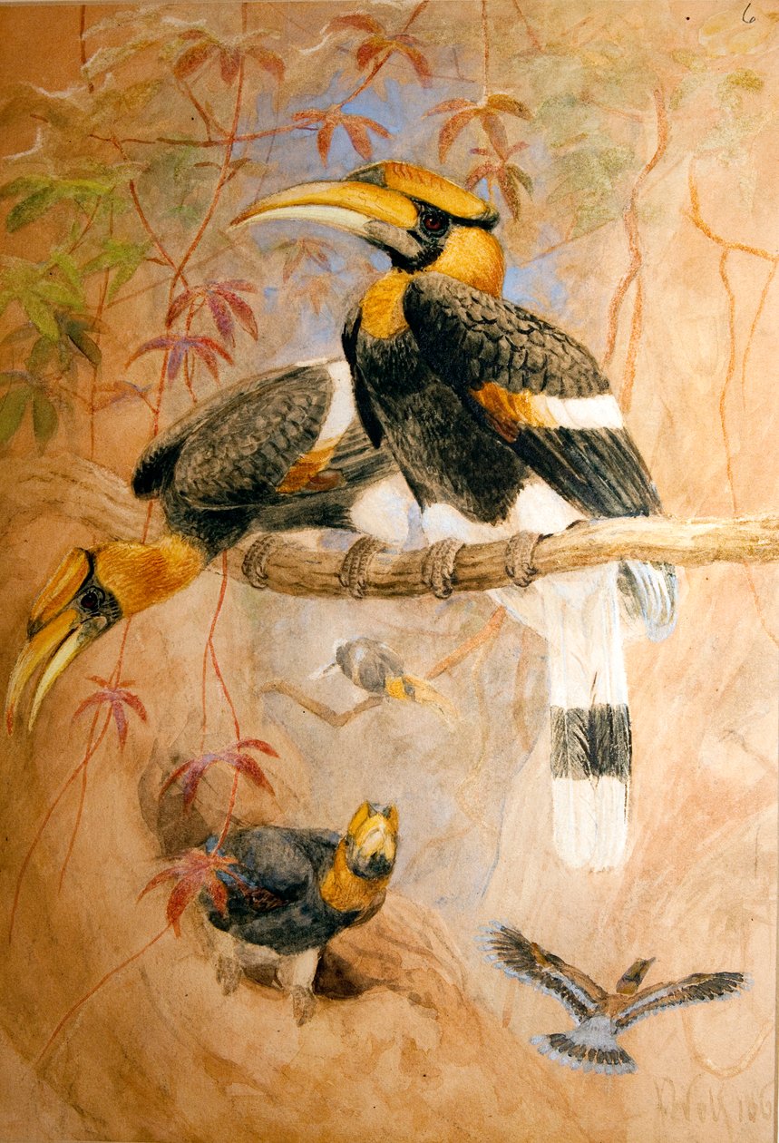 Kovera sarvinokka (Dichoceros bicornis), 1856-67 tekijältä Joseph Wolf