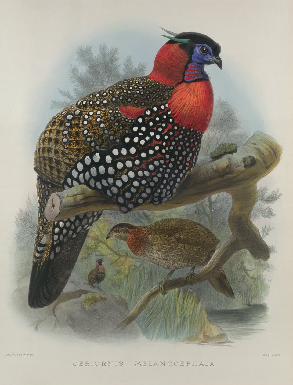 Crimson Bellied Tragopan, kaiverrus M. & N. Hanhart, 1870-72 Wolf, Joseph (1820-99) & Smit, J. (fl.1870) tekijältä Joseph Wolf