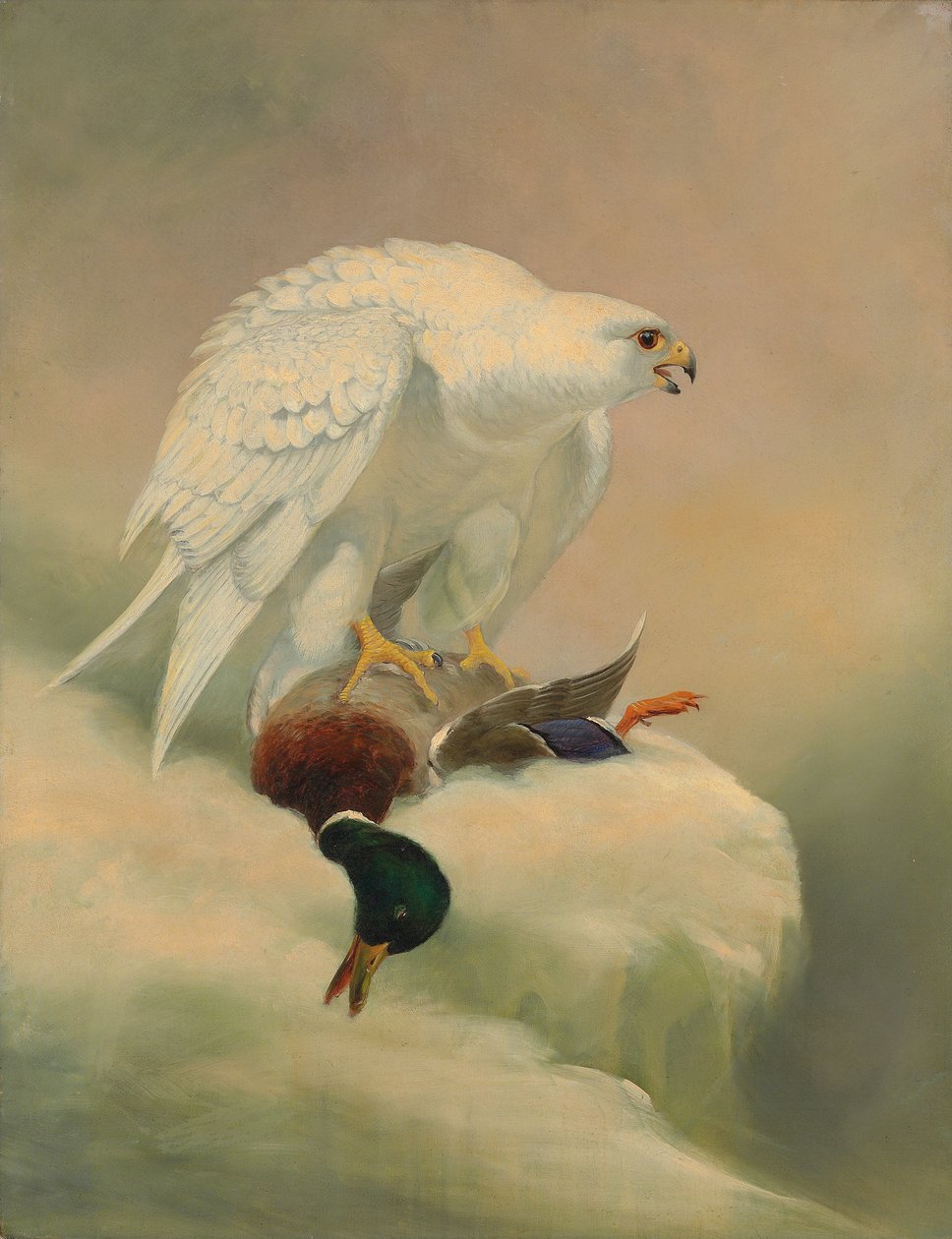 Gyrfalcon ja sinisorsa tekijältä Joseph Wolf