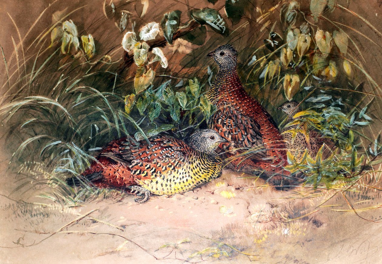 Hardwicken kottarainen (Galloperdix lunulata), 1852-54. tekijältä Joseph Wolf