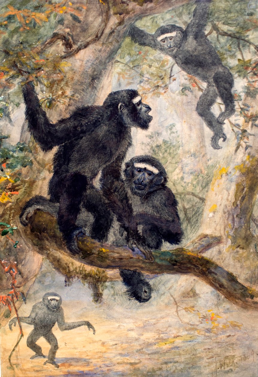 Hoolocks Gibbon, 1869 tekijältä Joseph Wolf