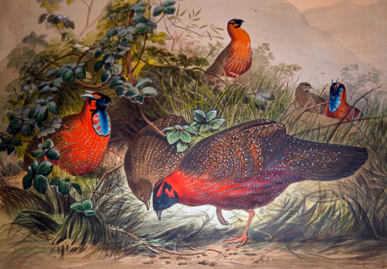 Sarvipäinen Tragopan, 1861 tekijältä Joseph Wolf