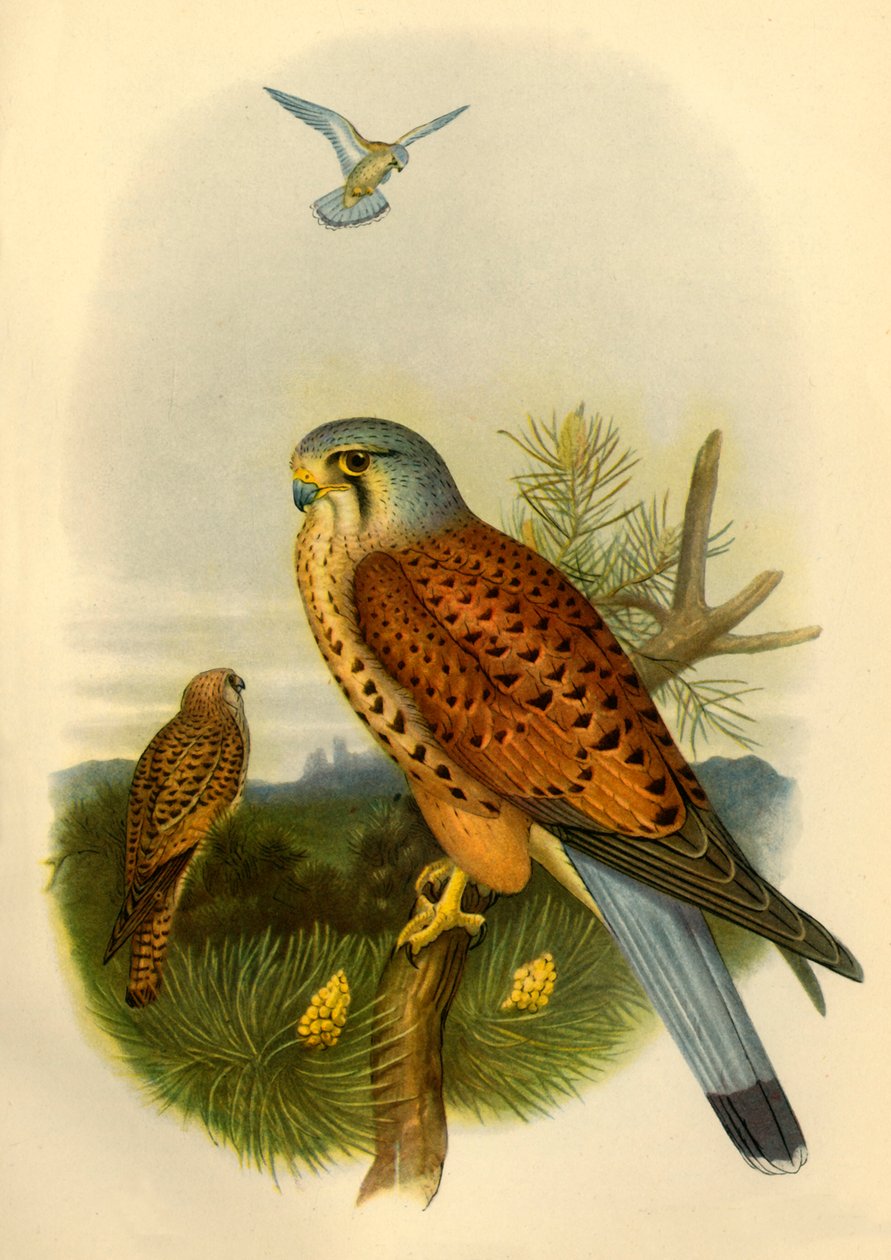 "Kestrel", 1862, 1942. tekijältä Joseph Wolf