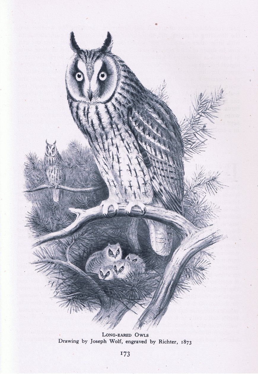 Pitkäkorvainen pöllö, Nature in Britain, julkaissut Collins, 1946. tekijältä Joseph Wolf