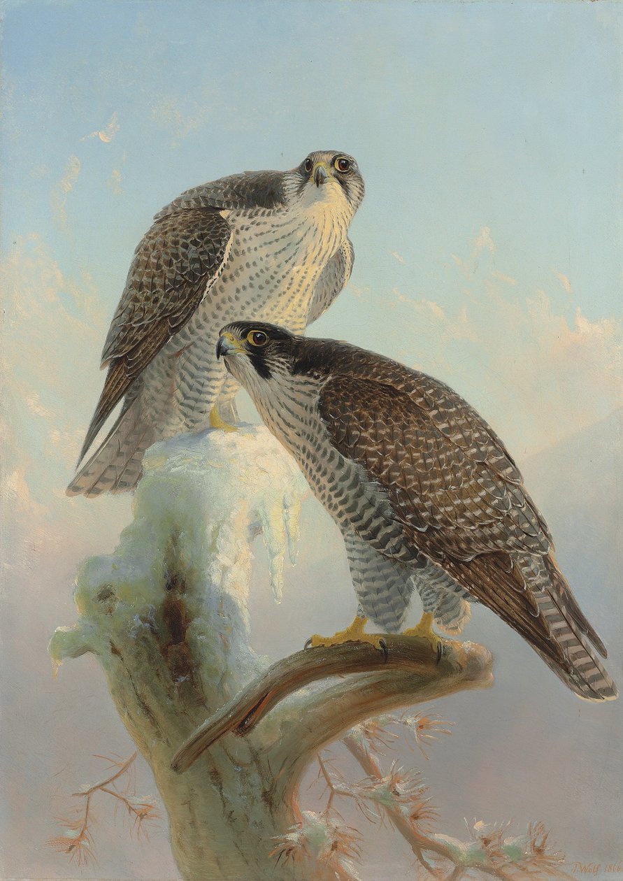 Norjan gyrfalcon, 1866 tekijältä Joseph Wolf