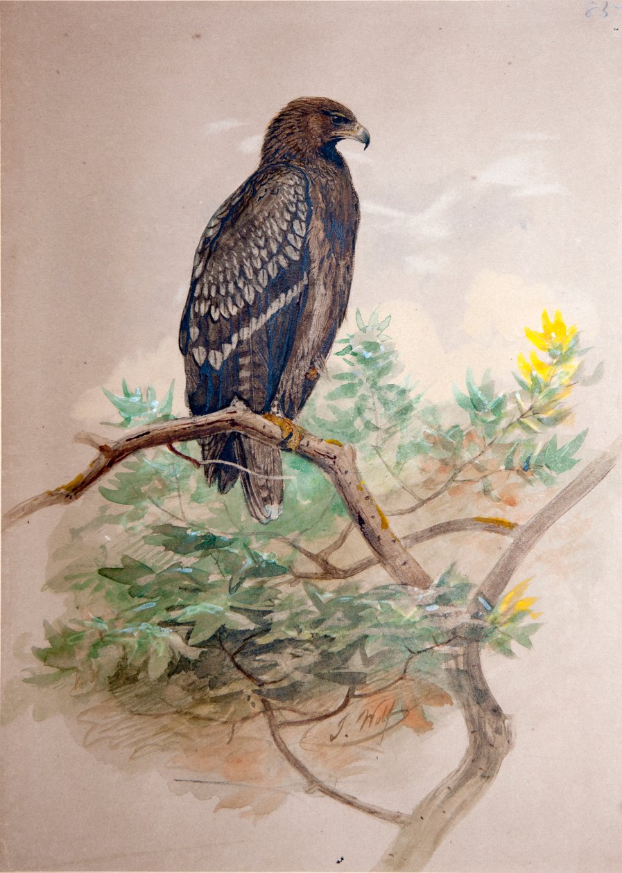 Kirkkokotka (Aquila clanga), 1856-67 tekijältä Joseph Wolf