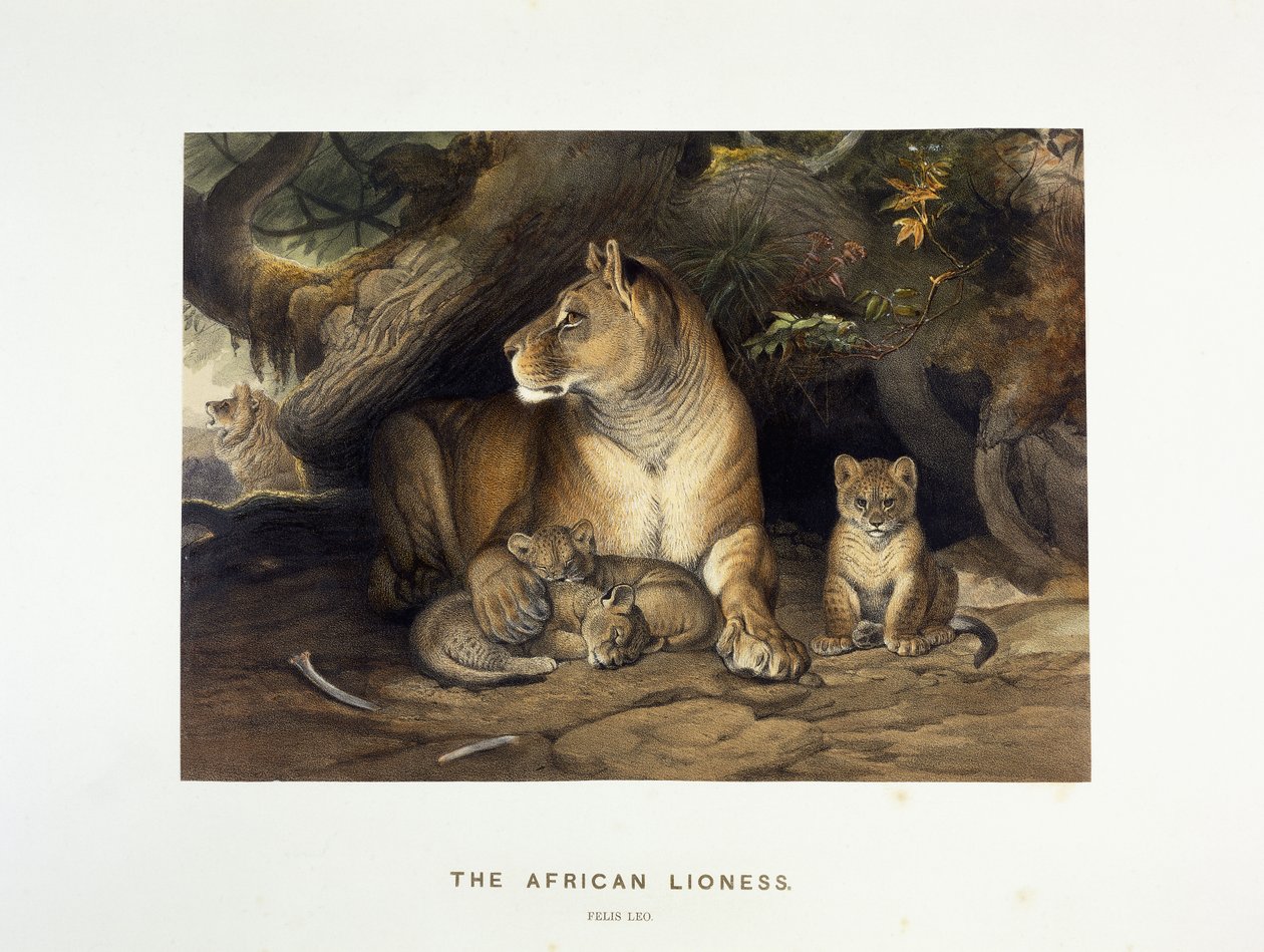 Afrikkalainen leijona, n. 1880-1883 tekijältä Joseph Wolf