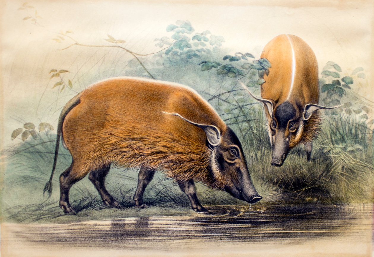 Punajoen Hog, 1865 tekijältä Joseph Wolf