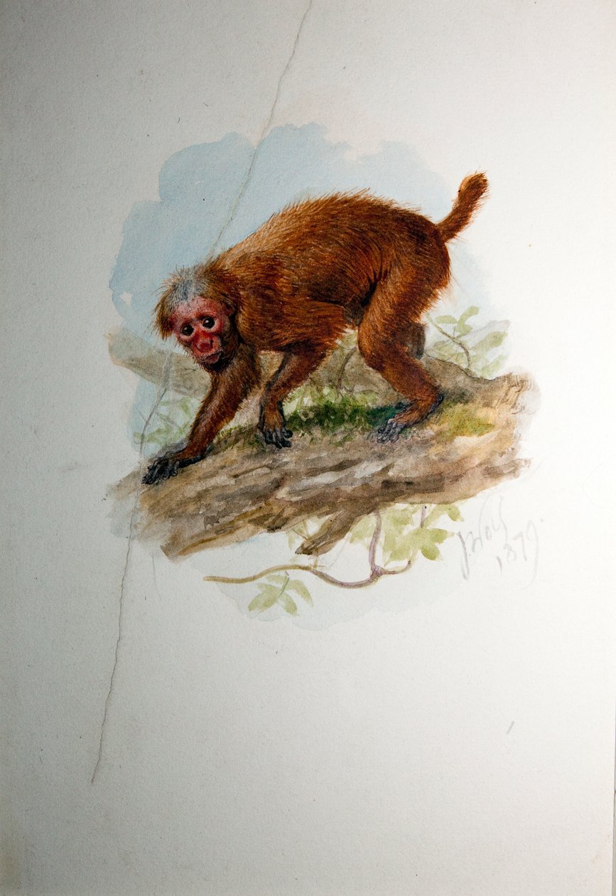 Uacari, noin 1850 tekijältä Joseph Wolf