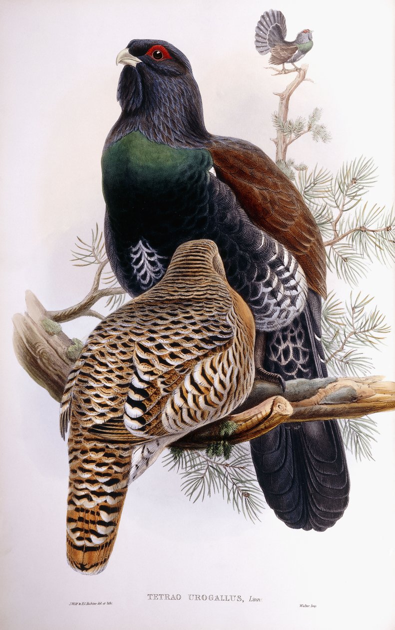 Wood Grouse tekijältä Joseph Wolf