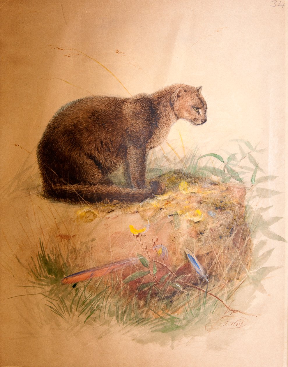 Yagurundi-kissa, 1851-69 tekijältä Joseph Wolf