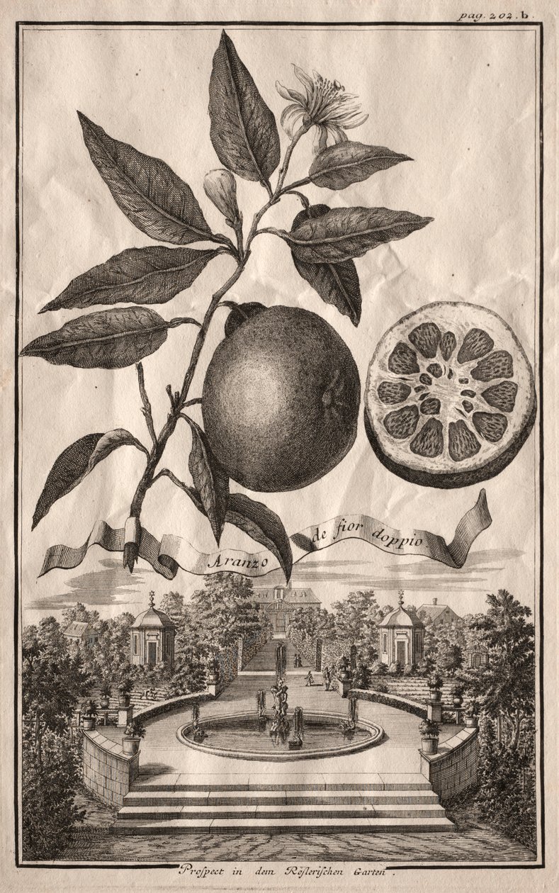 Nurnbergische Hesperides: Double Aranzo de fior, 1714. tekijältä Joseph de Montalegre