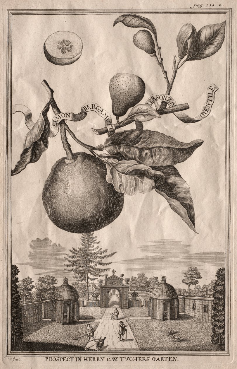 Nurnbergische Hesperides: Limon bergamot personzin gientile tekijältä Joseph de Montalegre