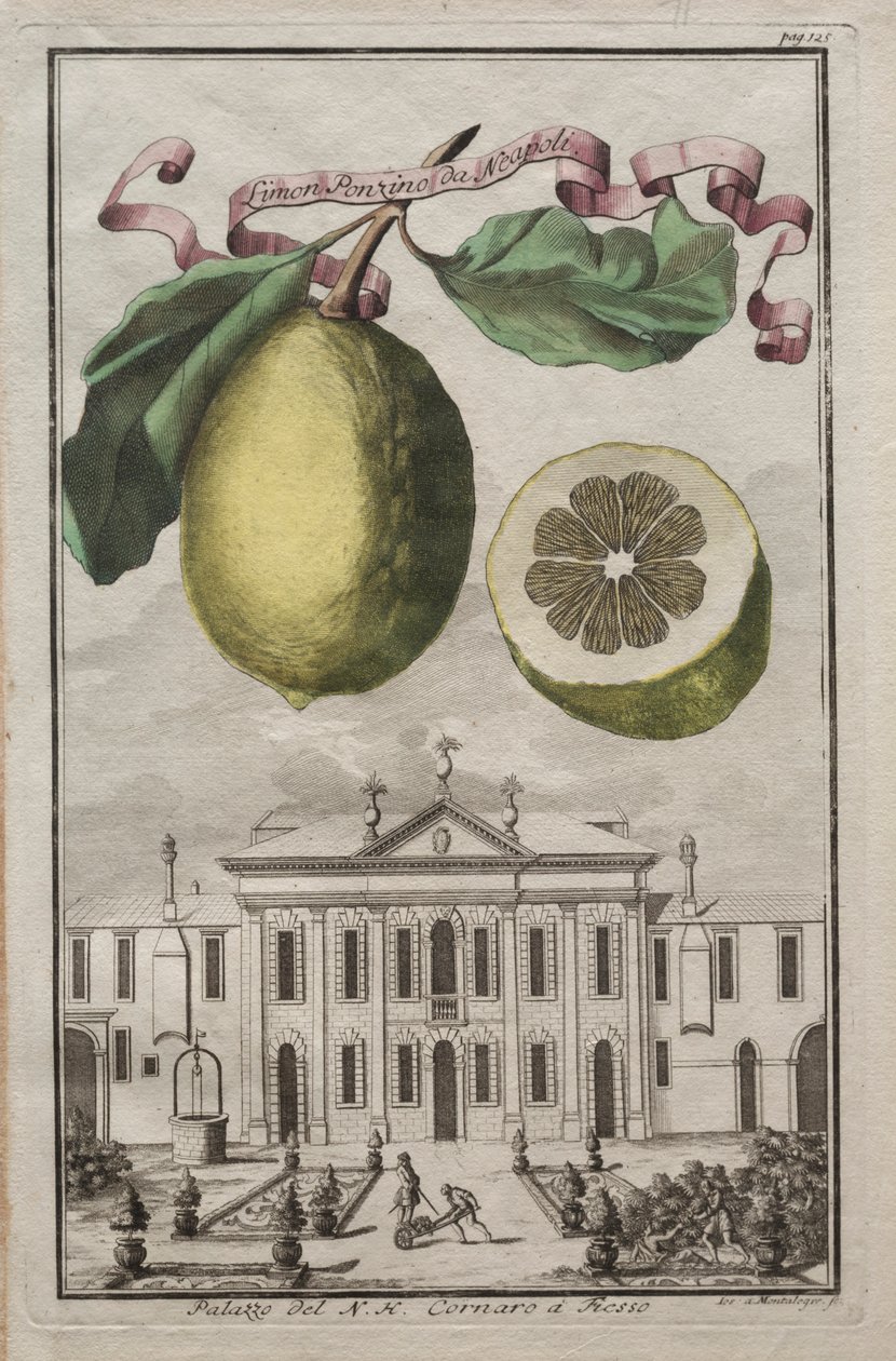 Nurnbergische Hesperides: No125 - Limon Ponzino Neapolista. Palazzo del N. H. Cornaro Fiessossa, c170 tekijältä Joseph de Montalegre