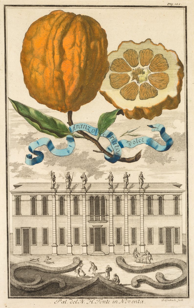 Nurnbergische Hesperides: No185 - Sweet Striated Aranzo. Palazzo del N. H. Fonte Noventassa, n. 1708. tekijältä Joseph de Montalegre