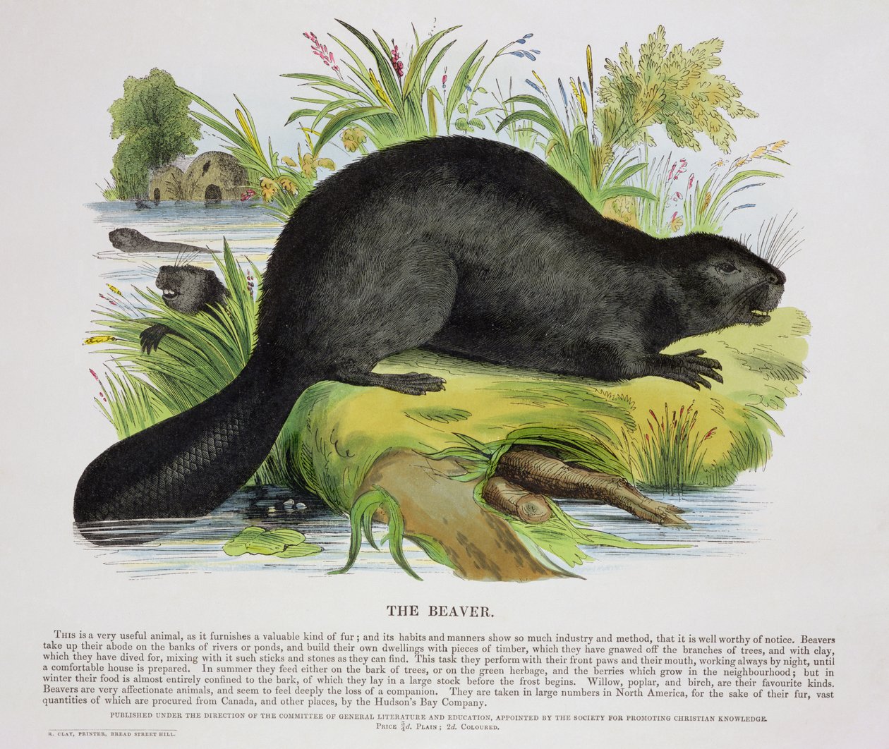 Beaver, opetuksellinen kuvituspubi. Kristillisen tiedon edistämisyhdistys, 1843 (akvatinta) tekijältä Josiah Wood Whymper