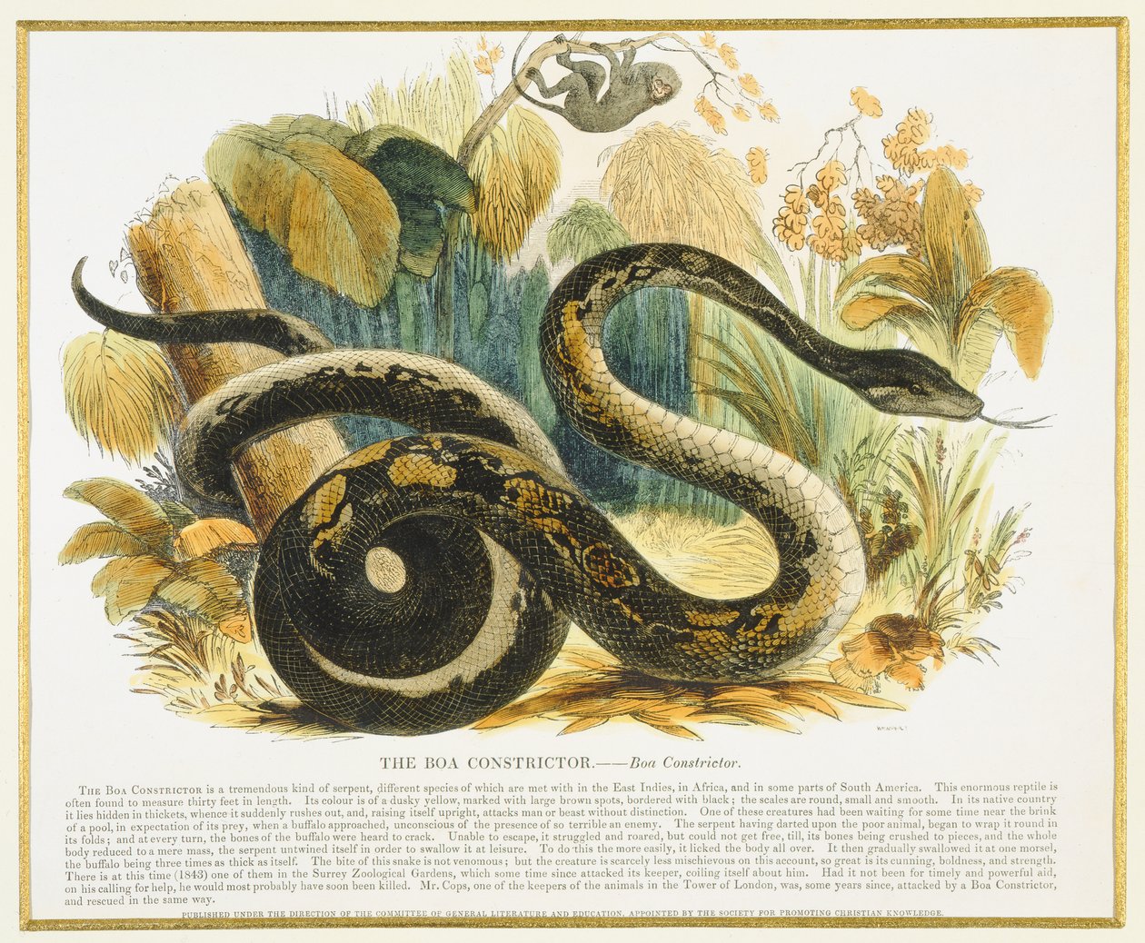 The Boa Constrictor, opettavainen kuvituspubi. Kristillisen tiedon edistämisyhdistys, 1843 (akvatinta) tekijältä Josiah Wood Whymper